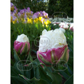 Hectarul - Bulbi de lalea Double Polar, 4 bulbi